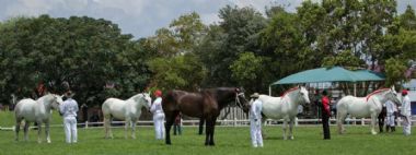 Senior Mare Class 